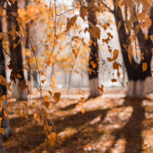Selective Focus Photography of Brown Leafed Trees